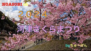 【2024年 河津桜まつり】行ってきました [upl. by Kariv]