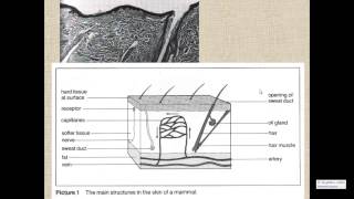 Thermoregulation for IGCSE Biology [upl. by Rufina814]