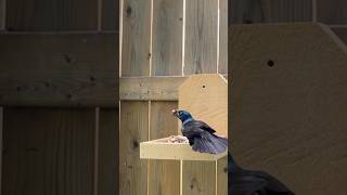 Grackle gets the peanut 🥜 birds naturelovers [upl. by Notfol]