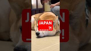 This is a 50 year old Japanese Animal Café This is not how to do it animals animalvideo shorts [upl. by Florella]