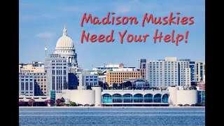 Madison Wisconsin Muskies NEED YOUR HELP The Madison Muskie Crisis [upl. by Seavey361]