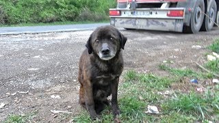 Saving This Homeless Dog Just Before A Rainstorm [upl. by Trebo]