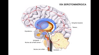 Fisiologia de la serotonina y sus alteraciones [upl. by Ilyse659]