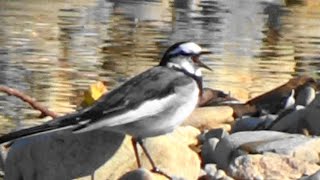 ハクセキレイの鳴き声 Motacilla alba lugens [upl. by Baynebridge948]