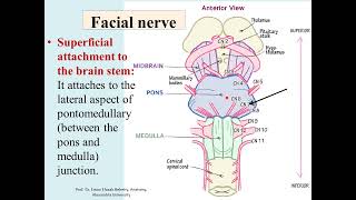 Anatomy of facial nerve [upl. by Alic]