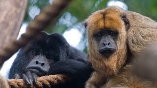 Hear a Howler Monkey Howl [upl. by Dhar]