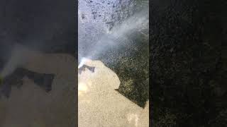 This is so satisfying Pressure washing concrete [upl. by Hedwig]