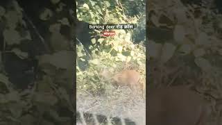 Barking deer road crossshortsshortvideo travelreelsdeeranimalswildlife [upl. by Ettennod]