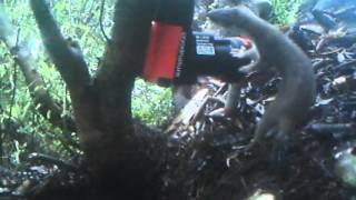 A24 Stoat Kill  DOC Project Footage 121014 [upl. by Kermy]