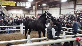 105000 HIGHEST SELLING GELDING OF ALL TIME  Royalty Road  Gordyville [upl. by Eimaraj]