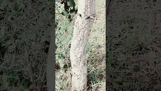 Cork oak with pale grey bark [upl. by Kravits133]