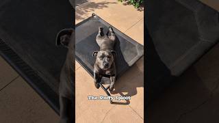 The Staffy Sploot 🥰 bluestaffy dog englishstaffy [upl. by Ledairam]