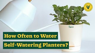 How often to water the plants in the selfwatering planter  Ugaoo [upl. by Kapoor]