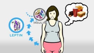 The Skinny on Obesity Ep 3 Hunger and Hormones A Vicious Cycle [upl. by Quigley954]