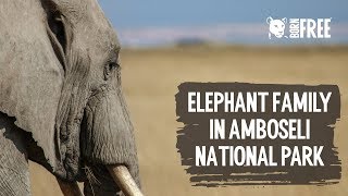 Elephant Family in Amboseli National Park [upl. by Kelda]