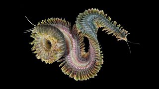 Phylum Annelida Part 2 Polychaeta Segmented Marine Worms [upl. by Akirdnuhs892]