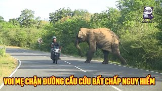 Voi con rơi xuống sông voi mẹ chặn đường và cầu cứu bất chấp nguy hiểm [upl. by Eynenihc247]