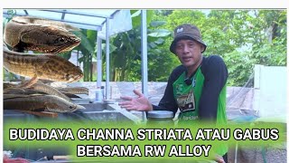 Budidaya ikan gabus atau channa striata bersama rw alloy [upl. by Zamir]