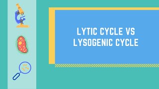 Lytic Cycle vs Lysogenic Cycle Made EASY [upl. by Editha]