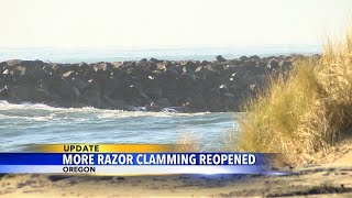 Razor clamming reopens in Oregon coast [upl. by Anoit271]