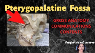 150Pterygopalatine fossa Anatomy Neuroanatomy anatomylectures clinicalexamination [upl. by Reddy]