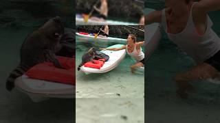 Raccoon ATTACK 🌊 🦝 nature wildanimals fail shortsviral [upl. by Oirramed]