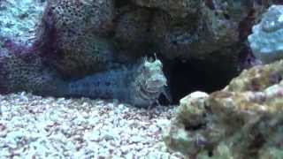 Benny The Lawnmower Blenny [upl. by Loar]