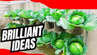 How to Successfully Grow Cabbage in Your Garden [upl. by Gentille]