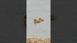 Patos jergones y sus patitos isladechiloé chiloé aves noviembre2024 curanué quellón [upl. by Mota]