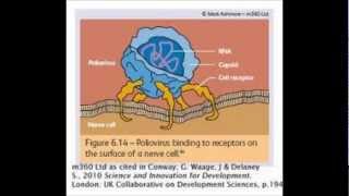 Polio Virus [upl. by Ymmas175]
