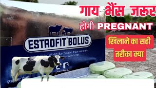 Estrofit Bolus use in hindi  गाय भैंस जरूर होगी Pregnant खिलाने का सही तरीका Manjhi Veterinary [upl. by Eidna486]