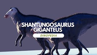 Dinopedia  Shantungosaurus giganteus [upl. by Haman]