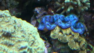 Tridacna maxima blue and gold [upl. by Jimmie579]