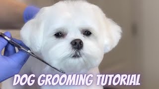 DOG GROOMING TUTORIAL  Step by Step Maltese haircut [upl. by Artened]