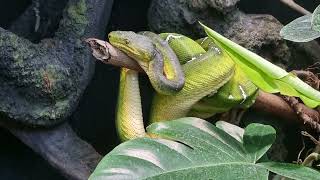 Emerald tree boa [upl. by Ainoda37]