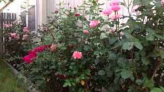 How to Naturally kill rid insects Aphids from Roses amp Garden DIY [upl. by Caffrey]