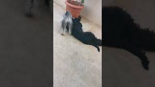 mini schnauzer puppy playing with a Giant Schnauzer puppy [upl. by Moreville405]