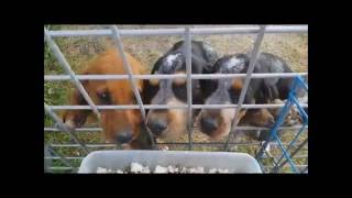 Breakfast and playtime with River Styx Hound Puppies [upl. by Karly]