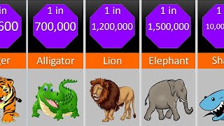 Probability Comparison Your Pets [upl. by Aliehs]