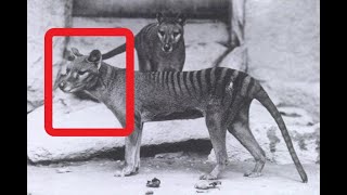 Wildlife Biologist Breaks Down Recent Thylacine Photo Evidence [upl. by Natiha271]