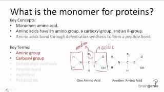 122 What is the monomer for proteins [upl. by Ailime]