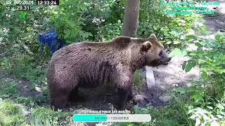 Медведь Мансур  Mansur the Bear Мансур и лесные ягоды [upl. by Caylor303]