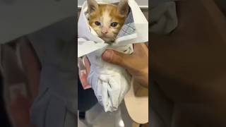 Cat’s tall clipped off by elevator shortvideo animals rescue cute cat [upl. by Elgna]