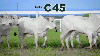 LOTE C45 [upl. by Kynan883]