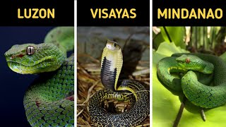 TOP 10 Venomous Snakes in the Philippines You Should Know EARTHGENT [upl. by Hansel]