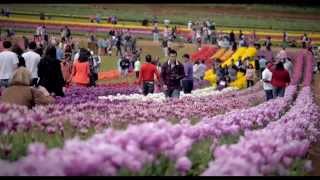 Tesselaar Tulip Festival documentary [upl. by Dachy219]