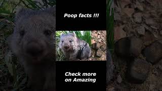 Fun facts about poop shorts [upl. by Annaiek]