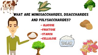 Monosaccharides disaccharidepolysaccharides sugarssucrosestarchcellulose [upl. by Carver]