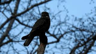 Savanna Nightjar Caprimulgus affinis Calling [upl. by Enahsed]