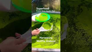 Wolffia Globosa  Superfood Protein Rich Plant superfood asmr protein gardening garden [upl. by Cesaro]